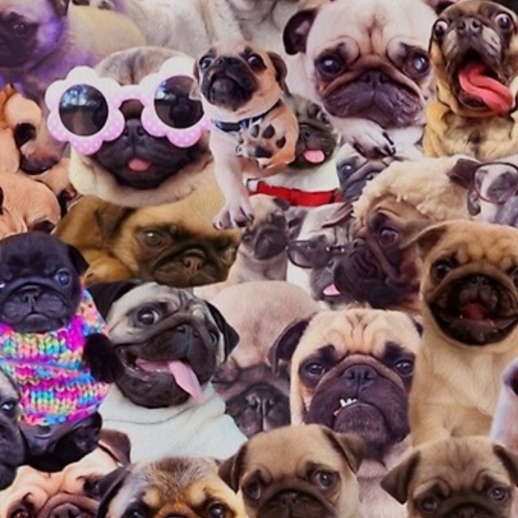 candypugs